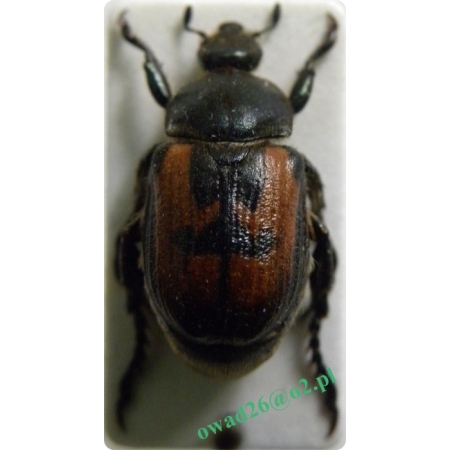 Anisoplia austriaca (Herbst, 1783) Nałanek